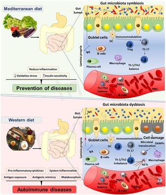 Unraveling the intricate dance of the Mediterranean diet and gut microbiota in autoimmune resilience